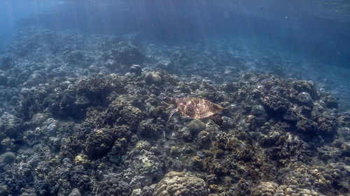 High angle view of fish swimming underwater