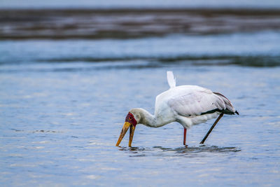 View of birds on beach