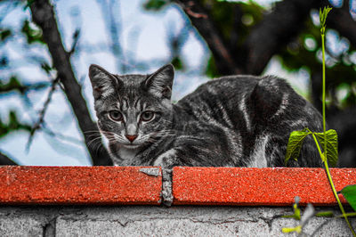 Portrait of a cat against the wall