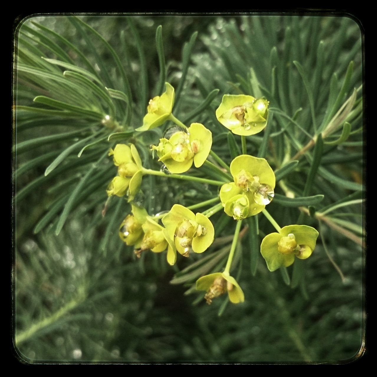 transfer print, flower, freshness, growth, auto post production filter, fragility, petal, beauty in nature, yellow, close-up, plant, nature, flower head, leaf, focus on foreground, blooming, green color, in bloom, bud, blossom