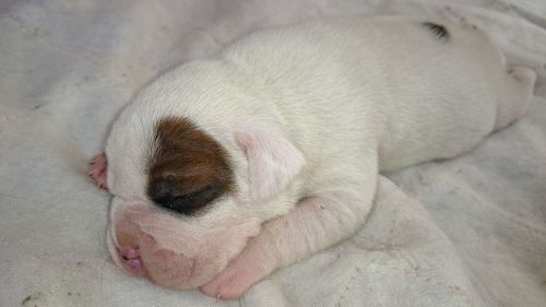 Close-up of puppy sleeping