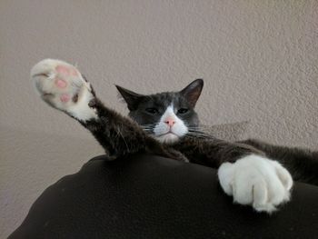 Portrait of cat sitting at home