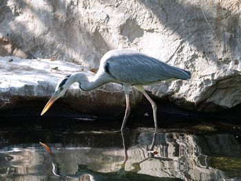 Heron perching in lake