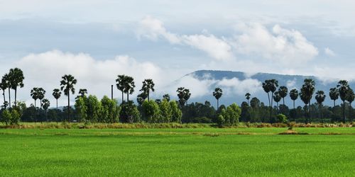 Panoramic view of field against sky