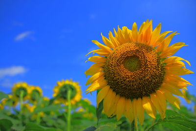 Close-up of sunflower on field against blue sky