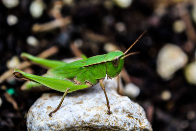 Close-up of grasshopper on rock