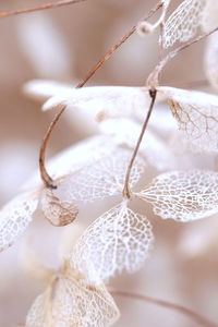 Close-up of dried hydrangea flowers