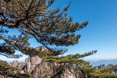 Low angle view of tree against sky