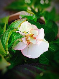 Close-up of pink flowers