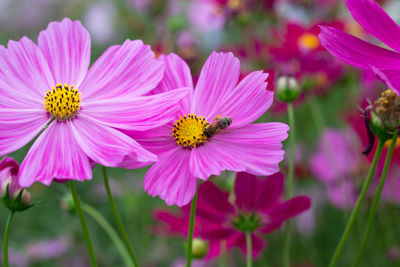 Close-up of insect on pink flowering plant