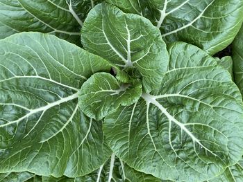 Full frame shot of green leaves