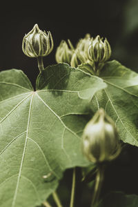 Close-up of green leaves