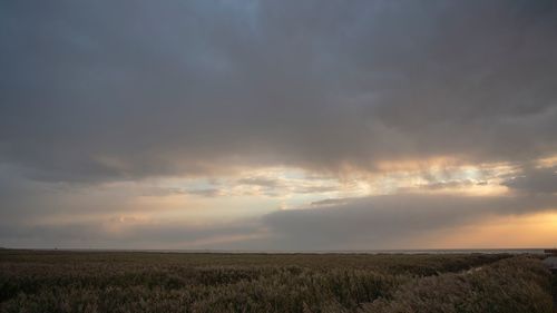 Scenic view of wheat field against sky during sunset