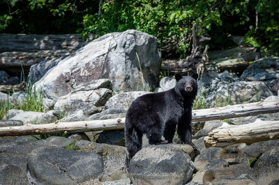 Portrait of black bear standing on rock