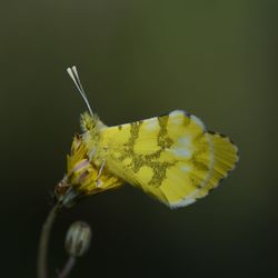 Close-up of butterfly on yellow flower