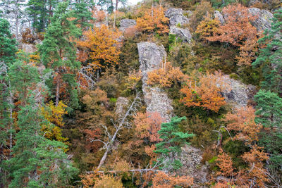 View of pine trees in forest during autumn