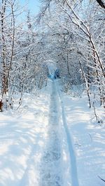 Snow covered trees on landscape