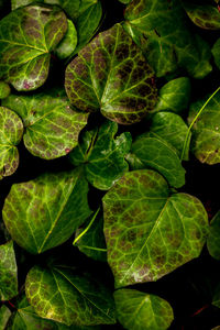 Drenched ivy leaves in the woods glisten after the rain.suitable for backgrounds