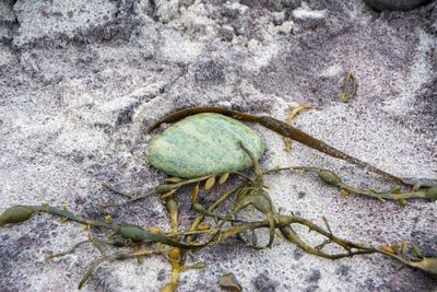 High angle view of lizard on rock