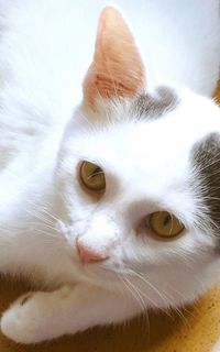 Close-up portrait of cat