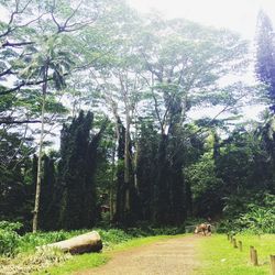 Road passing through forest