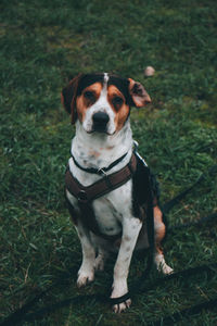 Dog looking away on field