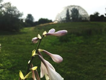 Close-up of white flowering plant on field