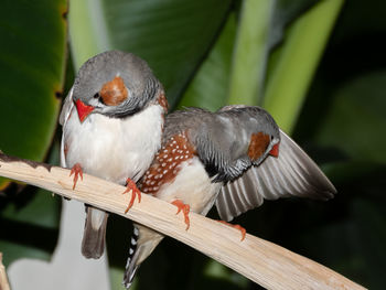 Close-up of bird perching on a railing