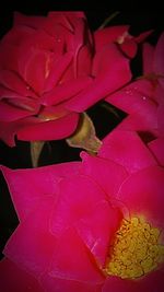 Close-up of pink flowers