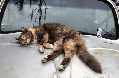 Cat resting on a car