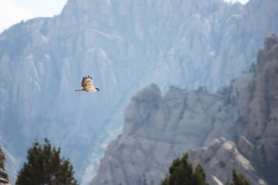 Bird flying over mountain range