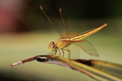 Close-up of damselfly on leaf