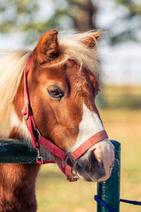 Close-up of a horse