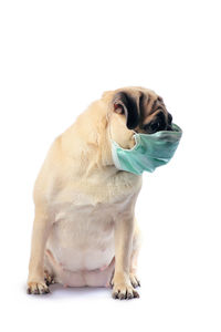 Close-up of a dog over white background