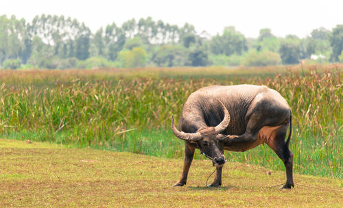 Elephant in a field