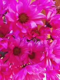 Close-up of pink flowers