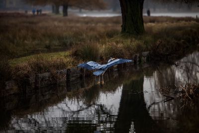 Bird in lake