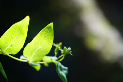 Close-up of fresh green leaves