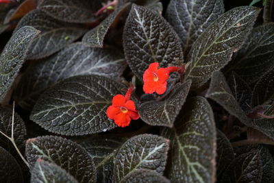 Close-up of red leaves on plant