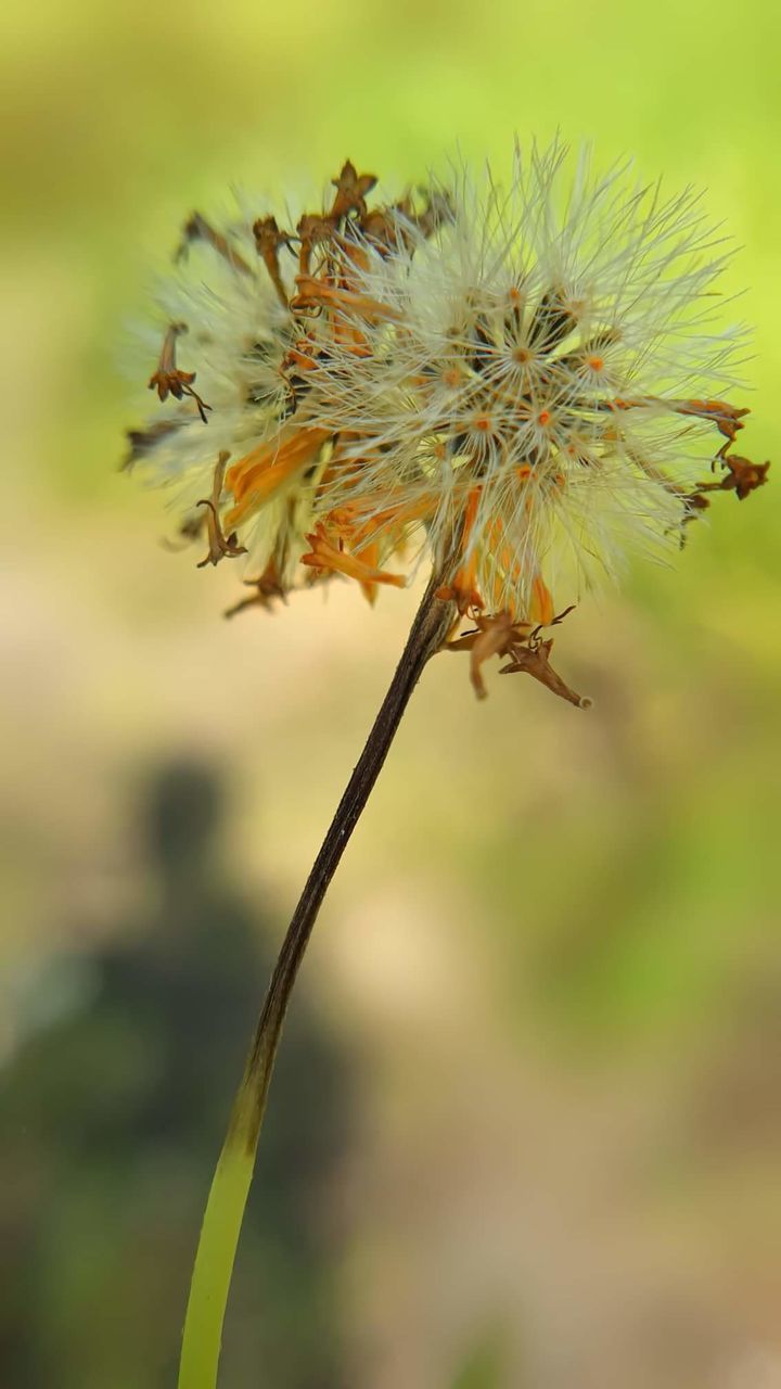 plant, flower, flowering plant, beauty in nature, close-up, focus on foreground, growth, fragility, nature, no people, vulnerability, day, freshness, invertebrate, plant stem, outdoors, flower head, insect, animal, animals in the wild, wilted plant