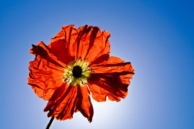 Low angle view of red flower against clear blue sky