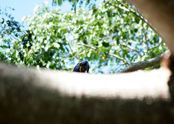 Low angle view of bird perching on branch