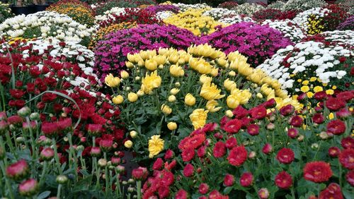 Close-up of multi colored flowers blooming outdoors