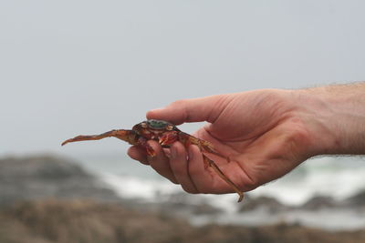 Close-up of hand holding lizard against sky