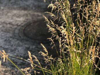 Close-up of plant on field
