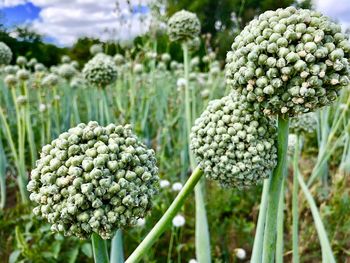 Close-up of flowering plants growing on field