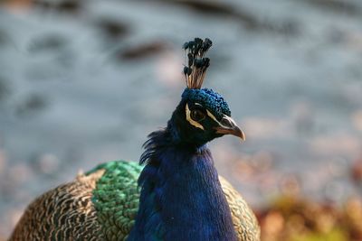 Close-up of a peacock