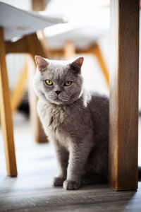 Portrait of cat sitting under table