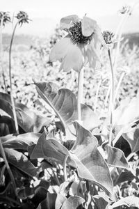 Close-up of flowering plant on land