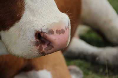 Close-up of cow resting on field